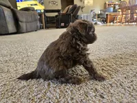 Cliff, a male Shihpoo for sale in Carlyle, IL – Photo 7 of 9