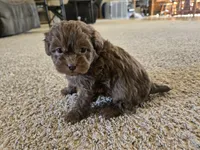 Cliff, a male Shihpoo for sale in Carlyle, IL – Photo 8 of 9
