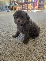 Cliff, a male Shihpoo for sale in Carlyle, IL – Photo 2 of 9