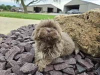 Sam, a male Shih Tzu for sale in Carlyle, IL – 7 of 9