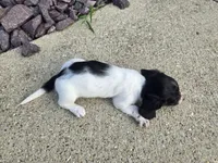 Eva, a female Miniature Dachshund for sale in Carlyle, IL – 6 of 8