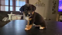 Phil, a male Pembroke Welsh Corgi and Toy Australian Shepherd for sale in Carlyle, IL – 3 of 6