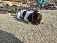 Chelsea, a female Miniature Dachshund for sale in Carlyle, IL – 9 of 10