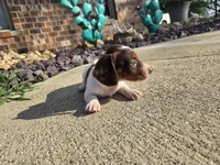 Chelsea, a female Miniature Dachshund for sale in Carlyle, IL – 5 of 10