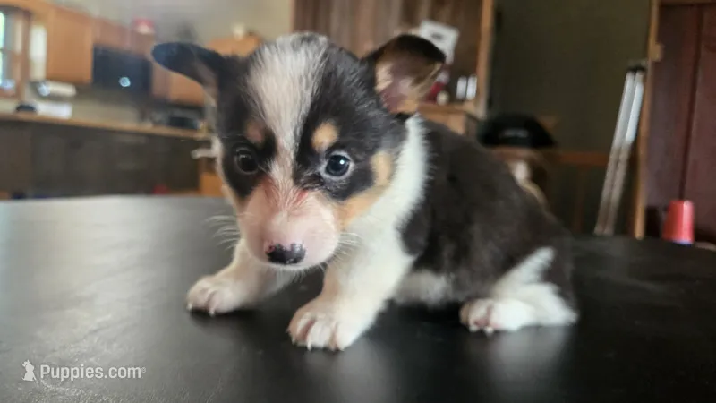 Dally – Cardigan Welsh Corgi, Pembroke Welsh Corgi puppy for sale in Carlyle, IL