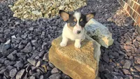 Dally, a female Cardigan Welsh Corgi and Pembroke Welsh Corgi for sale in Carlyle, IL – 4 of 7