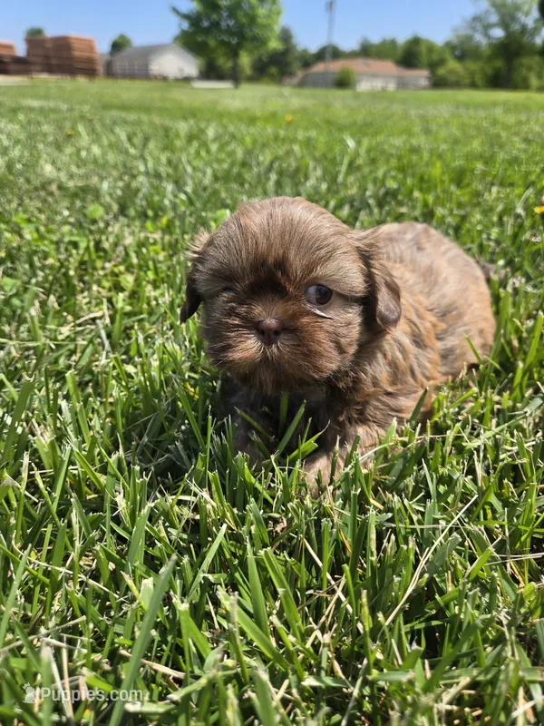 Kayla – Shih Tzu puppy for sale in Carlyle, IL
