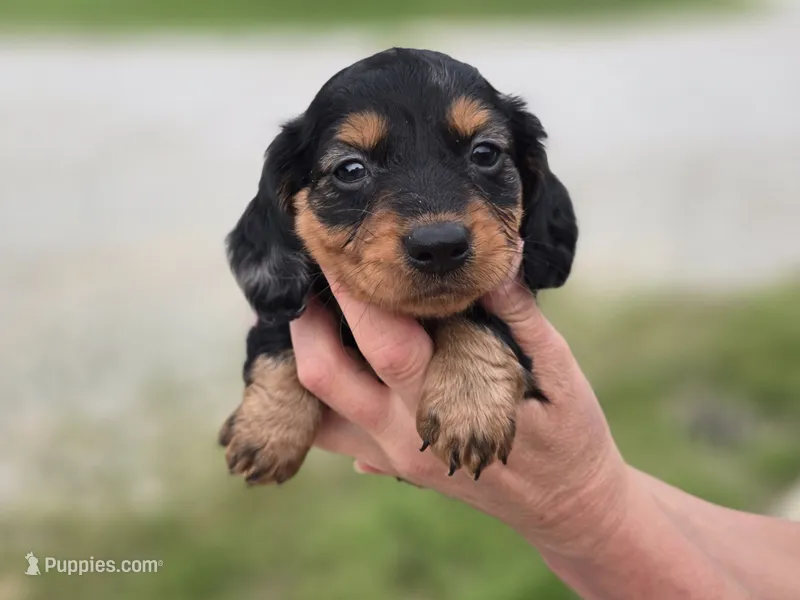 Charley  – Miniature Dachshund puppy for sale in Carlyle, IL