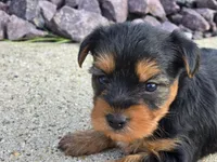 Bridget , a female Yorkshire Terrier for sale in Carlyle, IL – 8 of 9