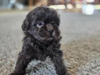 Pam, a female Shihpoo for sale in Carlyle, IL – Photo 10 of 10