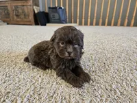 Pam, a female Shihpoo for sale in Carlyle, IL – Photo 8 of 10