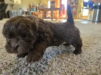 Pam, a female Shihpoo for sale in Carlyle, IL – Photo 4 of 10