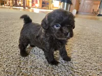 Pam, a female Shihpoo for sale in Carlyle, IL – Photo 7 of 10