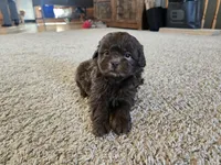 Pam, a female Shihpoo for sale in Carlyle, IL – Photo 6 of 10