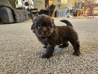 Pam, a female Shihpoo for sale in Carlyle, IL – Photo 3 of 10