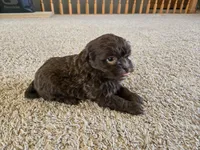 Pam, a female Shihpoo for sale in Carlyle, IL – Photo 9 of 10