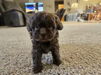 Pam, a female Shihpoo for sale in Carlyle, IL – Photo 2 of 10
