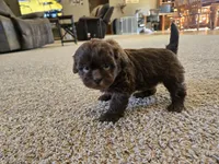Pam, a female Shihpoo for sale in Carlyle, IL – Photo 5 of 10