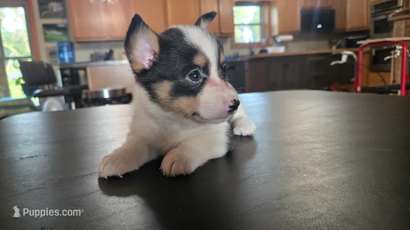 Dally – Cardigan Welsh Corgi, Pembroke Welsh Corgi puppy for sale in Carlyle, IL