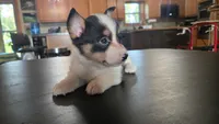 Dally, a female Cardigan Welsh Corgi and Pembroke Welsh Corgi for sale in Carlyle, IL – 7 of 8