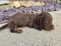 Nikki, a female Miniature Dachshund for sale in Carlyle, IL – 4 of 9
