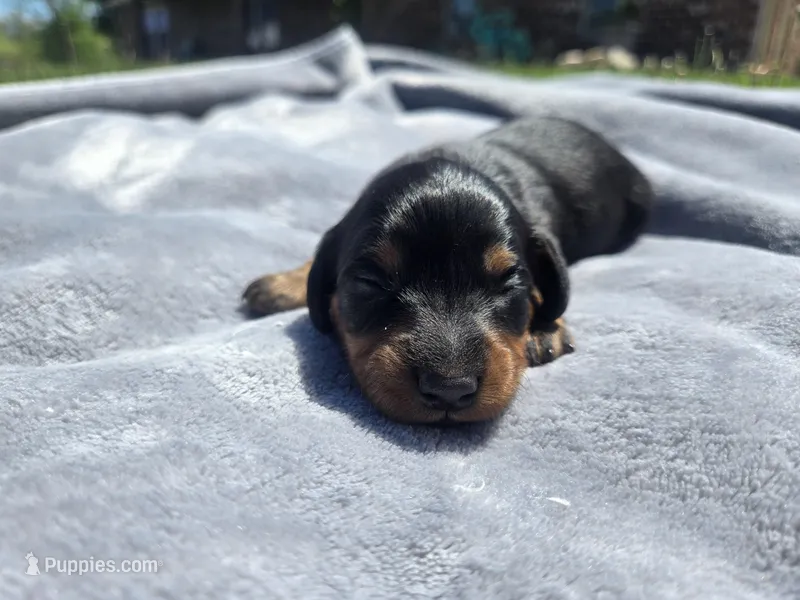 Sue – Miniature Dachshund puppy for sale in Carlyle, IL
