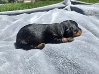 Sue, a female Miniature Dachshund for sale in Carlyle, IL – Photo 5 of 7