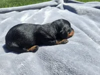 Sue, a female Miniature Dachshund for sale in Carlyle, IL – Photo 2 of 7
