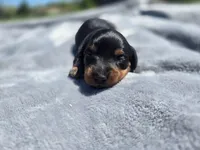 Sue, a female Miniature Dachshund for sale in Carlyle, IL – Photo 7 of 7