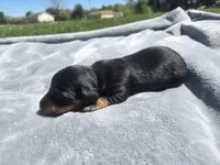 Sue, a female Miniature Dachshund for sale in Carlyle, IL – Photo 3 of 7