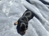 Sue, a female Miniature Dachshund for sale in Carlyle, IL – Photo 6 of 7
