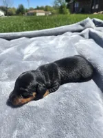 Sue, a female Miniature Dachshund for sale in Carlyle, IL – Photo 4 of 7