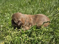 Kayla, a female Shih Tzu for sale in Carlyle, IL – Photo 6 of 6
