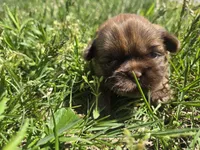 Kayla, a female Shih Tzu for sale in Carlyle, IL – Photo 2 of 6