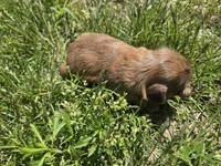 Kayla, a female Shih Tzu for sale in Carlyle, IL – Photo 5 of 6