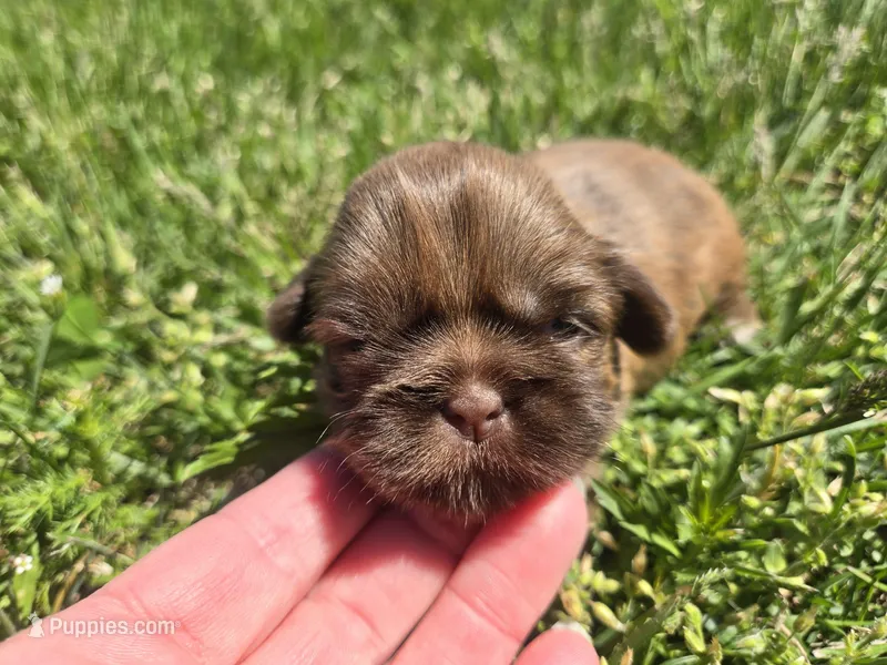 Kayla – Shih Tzu puppy for sale in Carlyle, IL