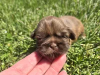 Kayla, a female Shih Tzu for sale in Carlyle, IL – Photo 1 of 6