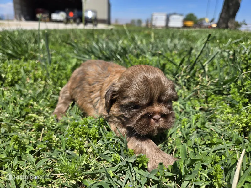 Kayla – Shih Tzu puppy for sale in Carlyle, IL