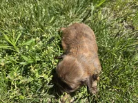 Kayla, a female Shih Tzu for sale in Carlyle, IL – Photo 4 of 6