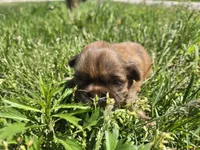 Kayla, a female Shih Tzu for sale in Carlyle, IL – Photo 3 of 6