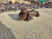 Nikki, a female Miniature Dachshund for sale in Carlyle, IL – 7 of 9