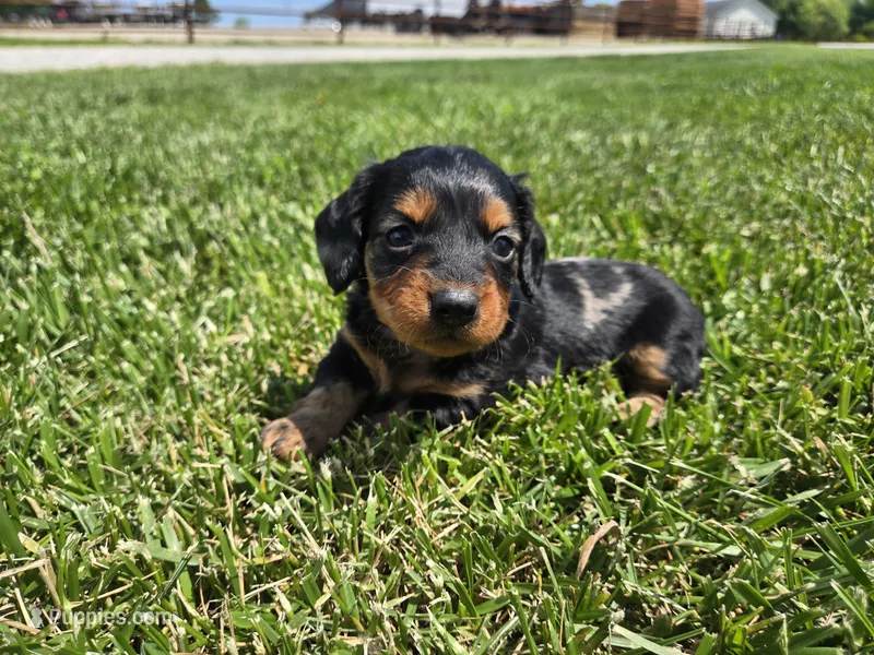 Charley  – Miniature Dachshund puppy for sale in Carlyle, IL