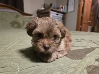 Chili, a male Shihpoo for sale in Carlyle, IL – Photo 1 of 6