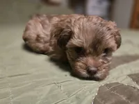 Chili, a male Shihpoo for sale in Carlyle, IL – Photo 6 of 6