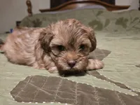 Chili, a male Shihpoo for sale in Carlyle, IL – Photo 3 of 6