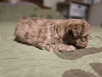 Chili, a male Shihpoo for sale in Carlyle, IL – Photo 5 of 6
