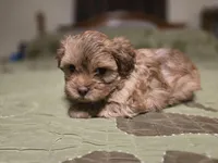 Chili, a male Shihpoo for sale in Carlyle, IL – Photo 4 of 6