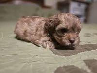 Chili, a male Shihpoo for sale in Carlyle, IL – Photo 2 of 6