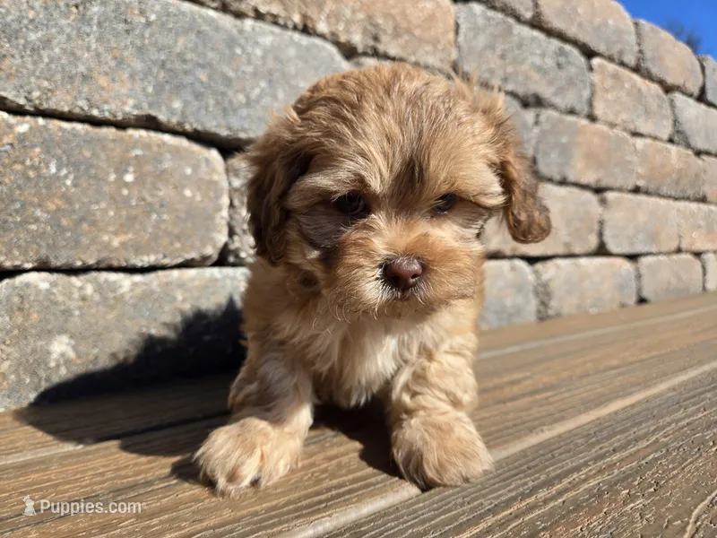 Chili – Shihpoo puppy for sale in Carlyle, IL