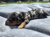 Boss, a male Miniature Dachshund for sale in Carlyle, IL – Photo 4 of 9